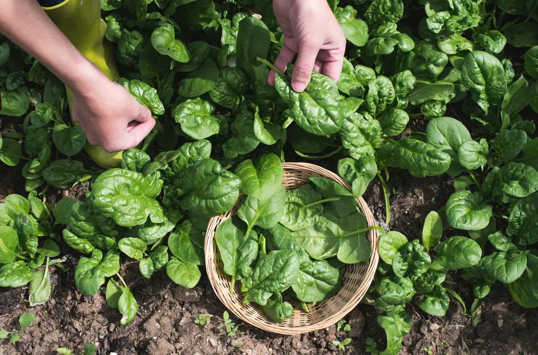 Cum vă poate ajuta alimentația să rămâneți sănătoși mai mult timp?